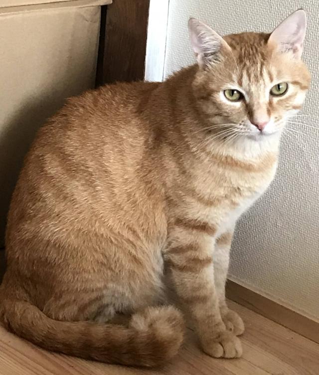 チャト