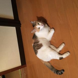 にっちゃん