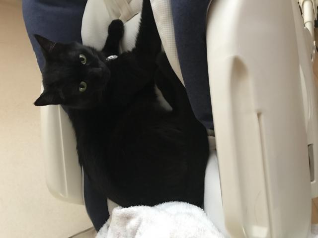 ぶーちゃん