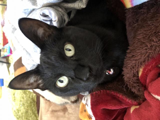 ルナ