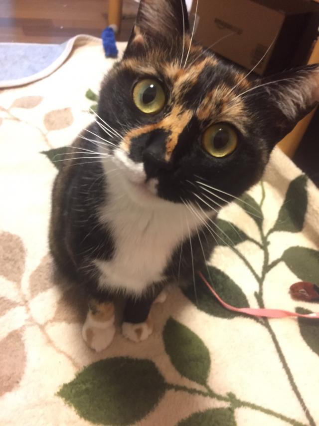 コーン