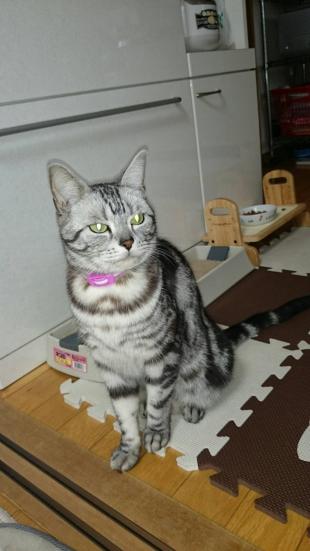 マロン