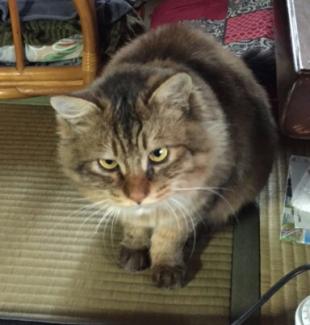 やお