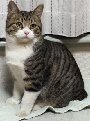 ころ