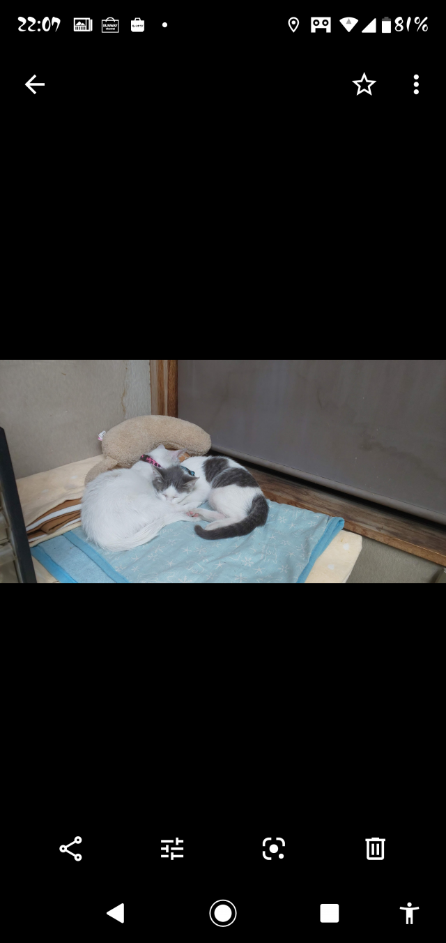 シロ 、クロ