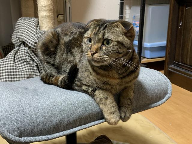 すもも
