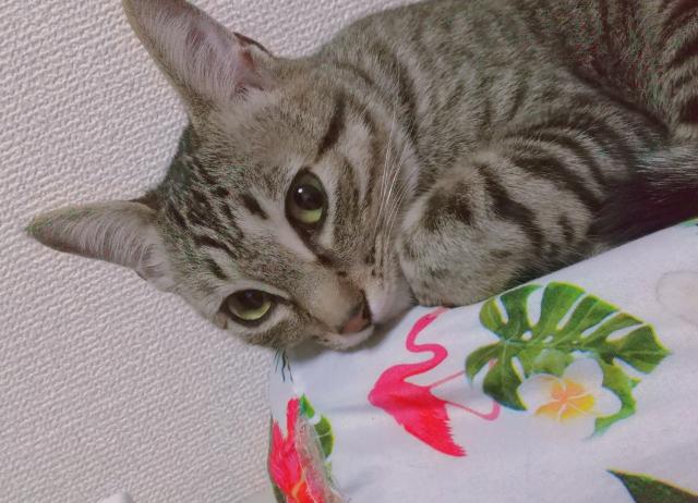くーちゃん