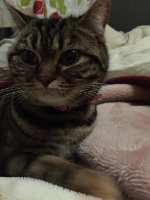 みいこ