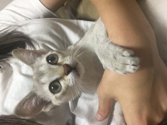 にゃん