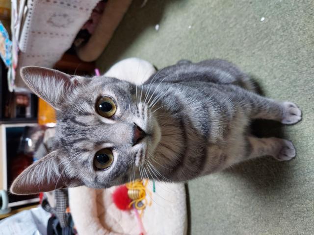 ちび