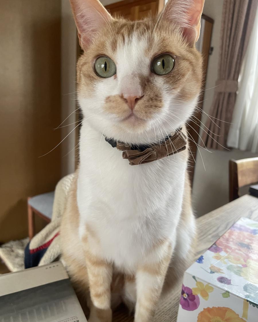 ちゃすけ