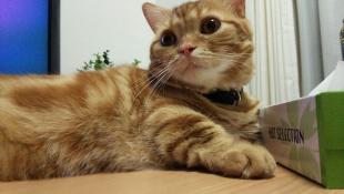 ナツオ
