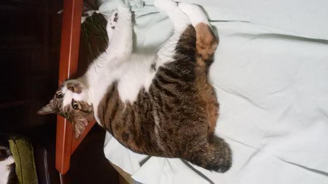 ぶっち