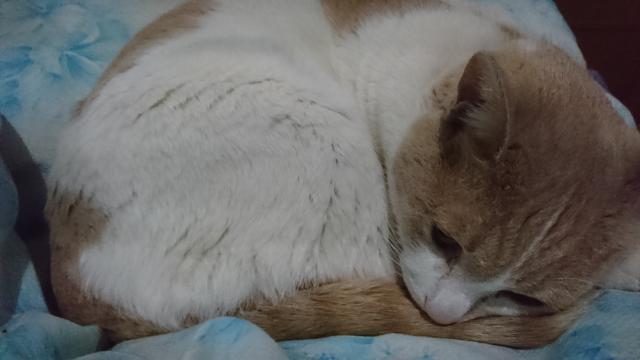 ラテ