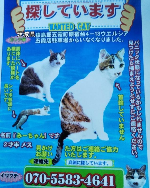 みー