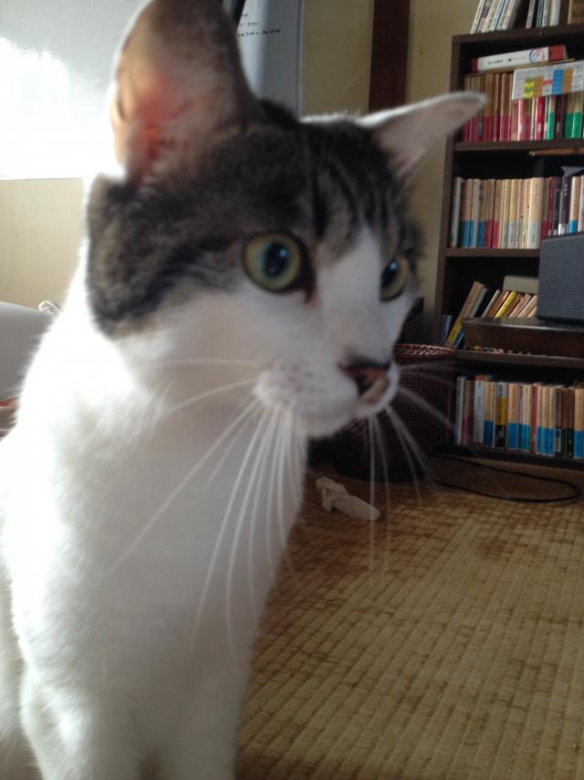きんのすけ