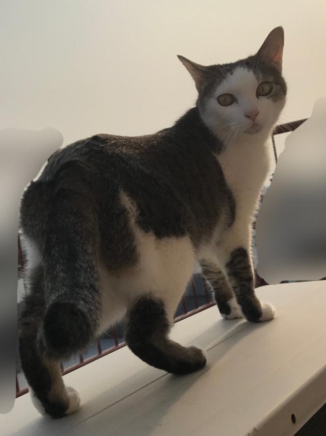 りん