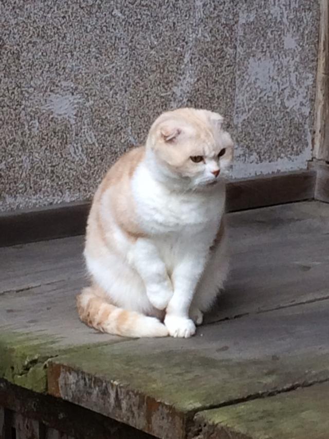 きなこ