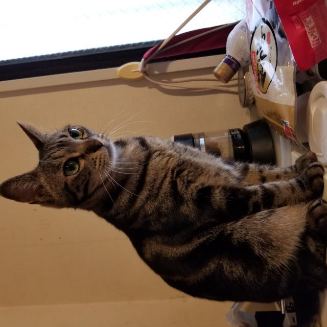 クー