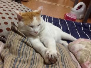 きんた
