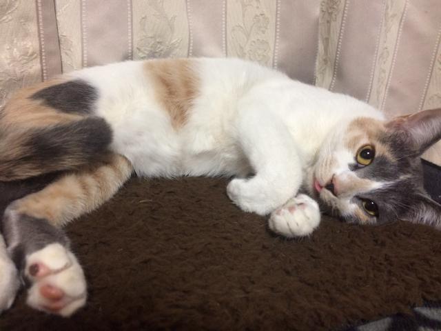 ニャン