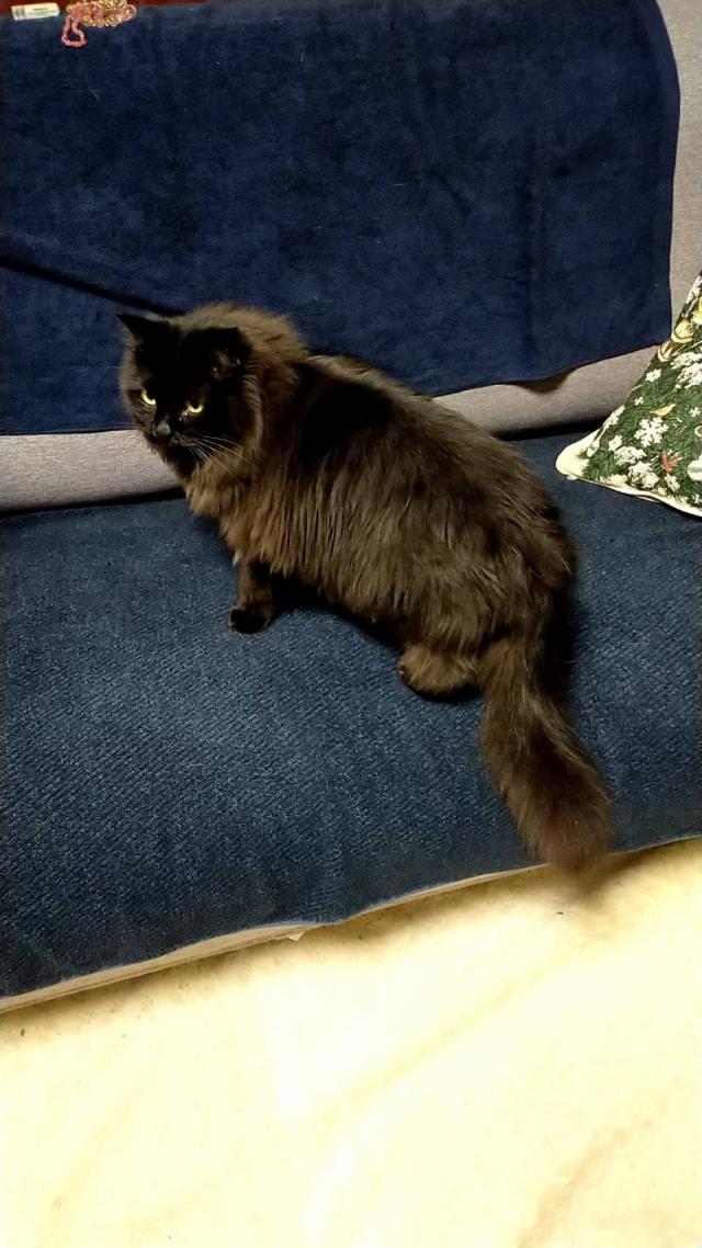 フレイ