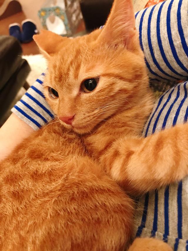 キウイ（保護猫時は民男）