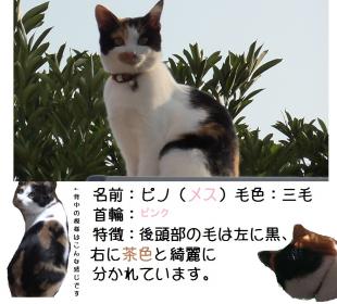 ピノ