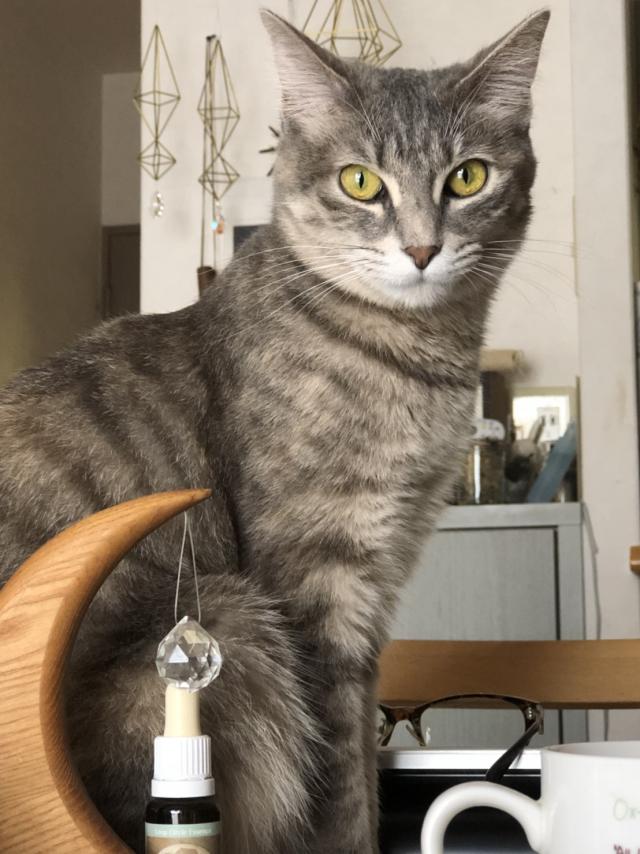 ルリ