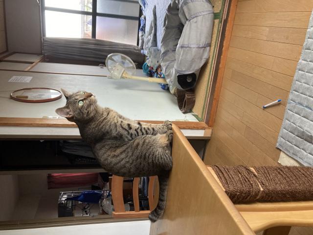 サニちゃん