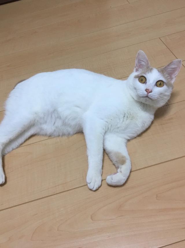 サスケ