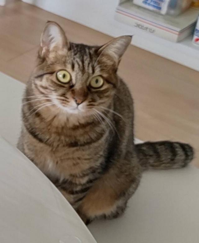 ちっぷ