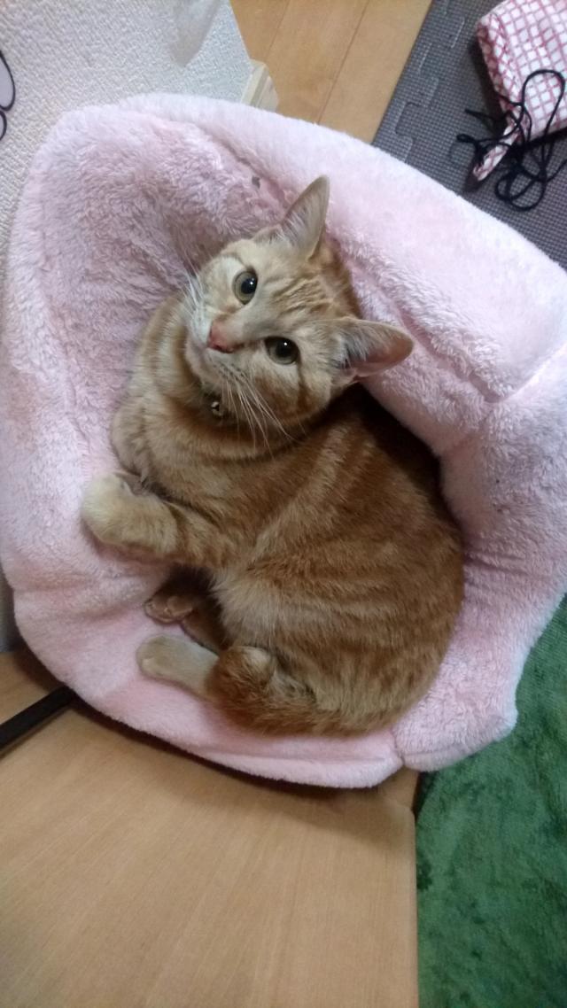 テト(てっちゃん)