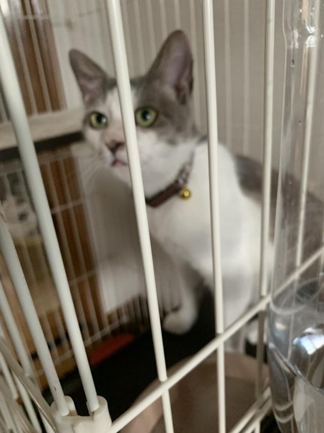 ふうちゃん