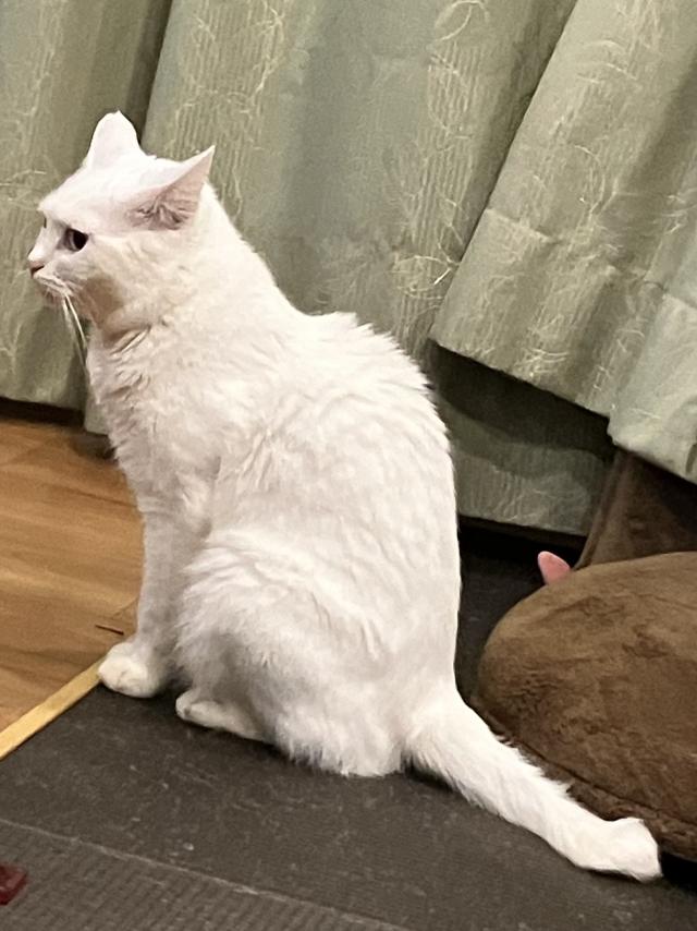 もちこ