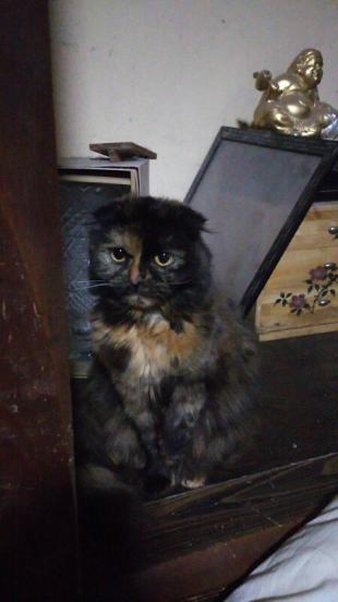 どらみ