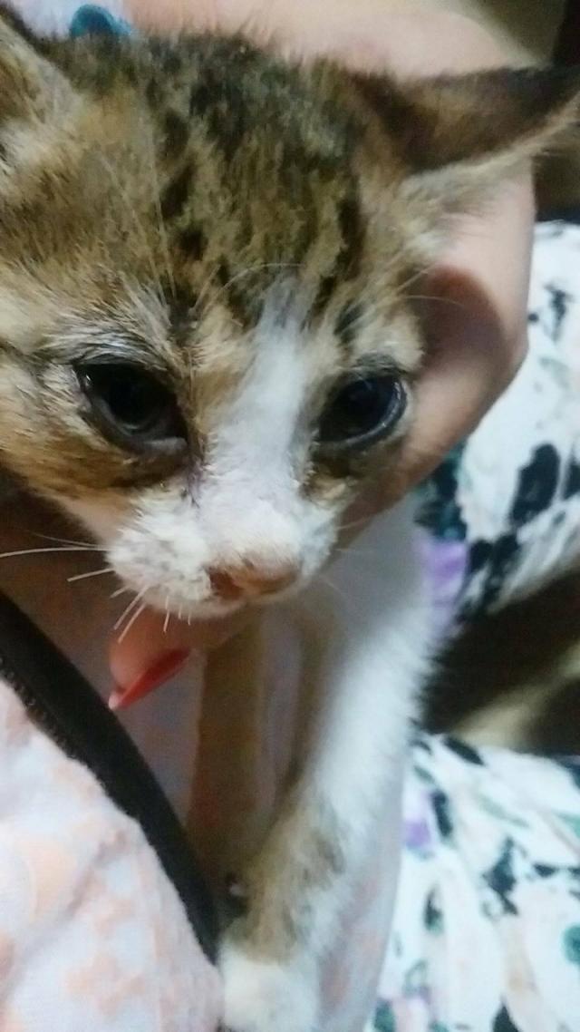 なし