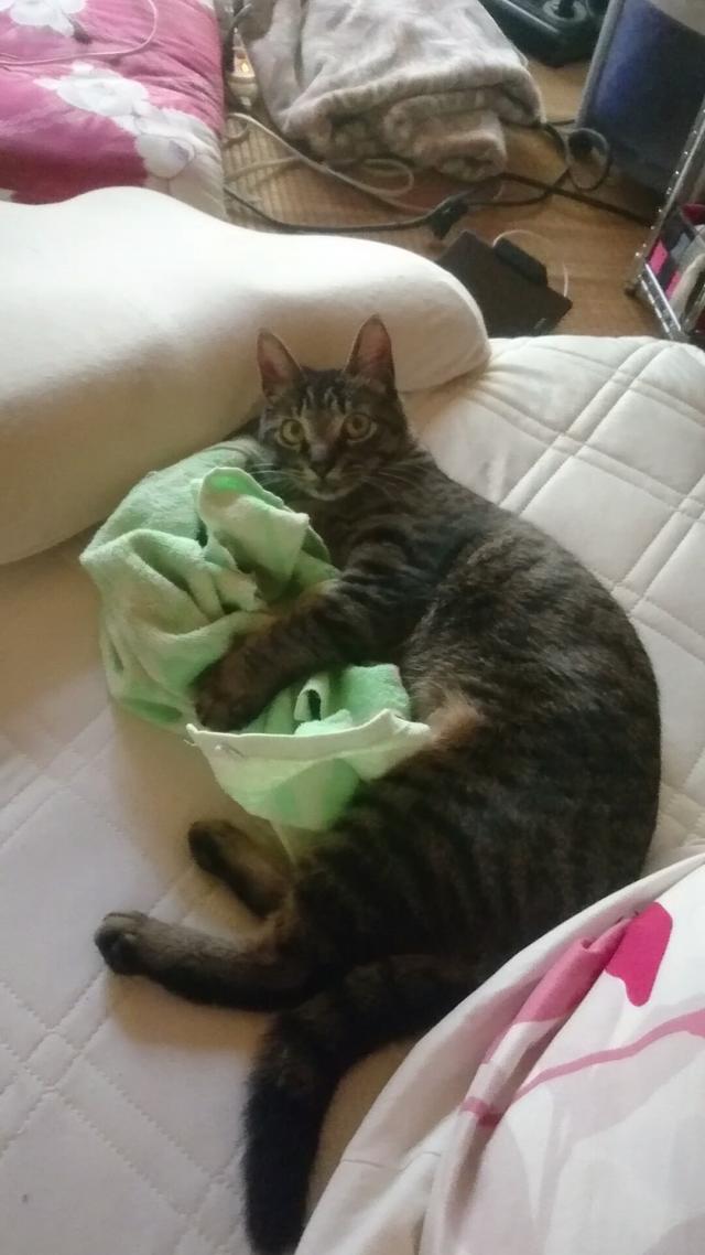テト