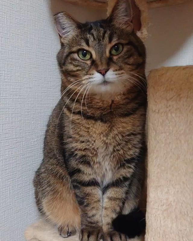 ぽん