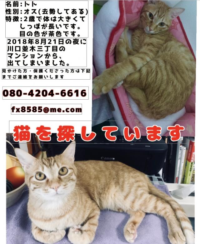 トト
