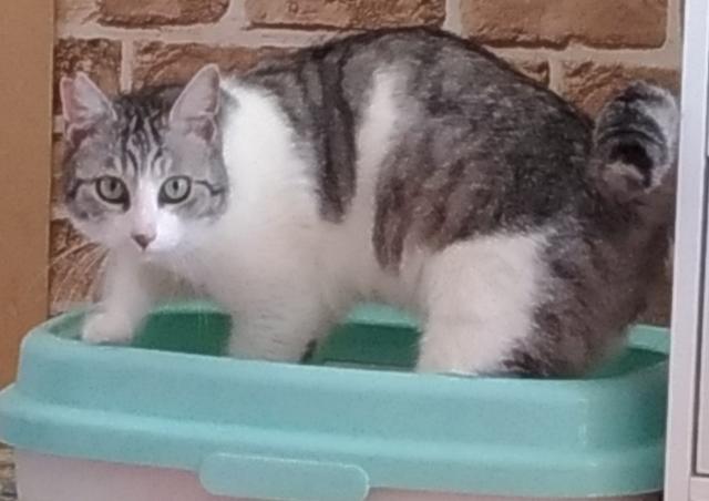 パッ