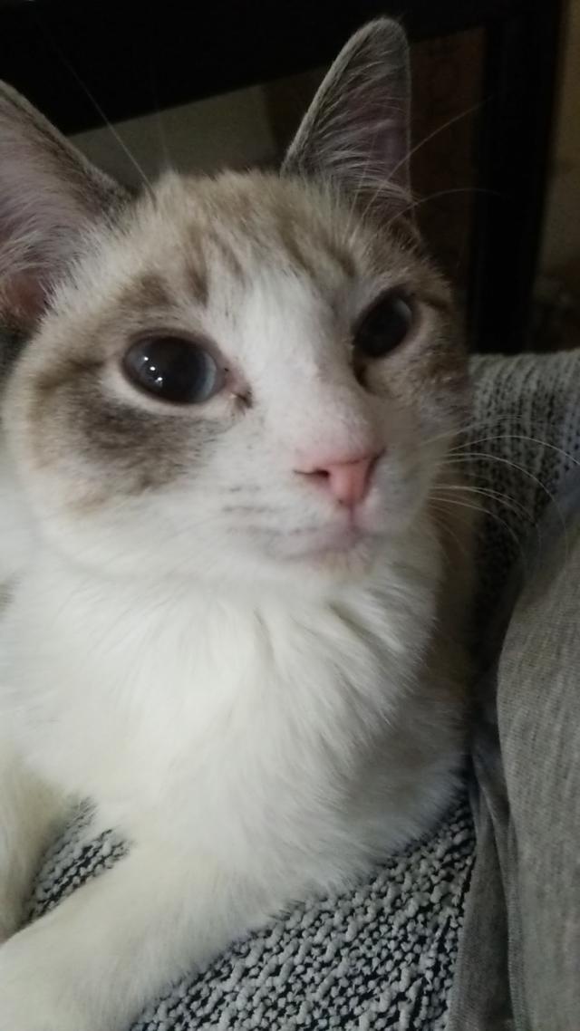 コネギ