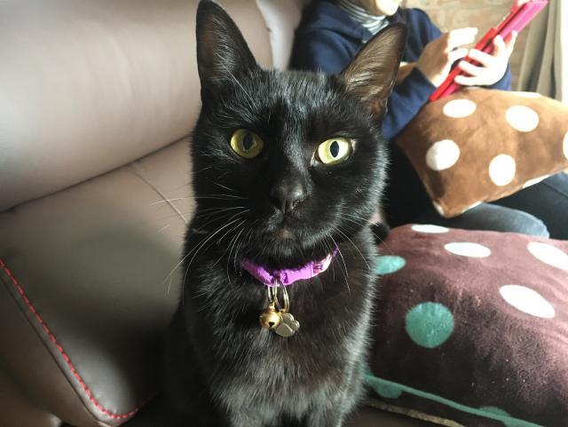 きなこ