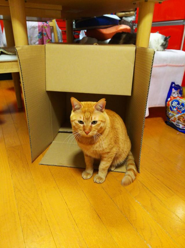 風太