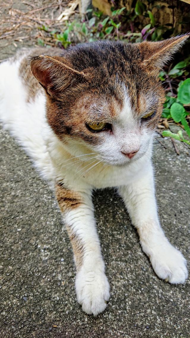 ふー子