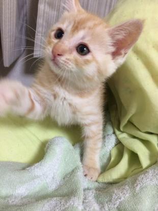 まろじろう