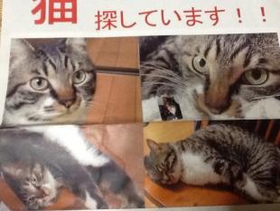 だんち