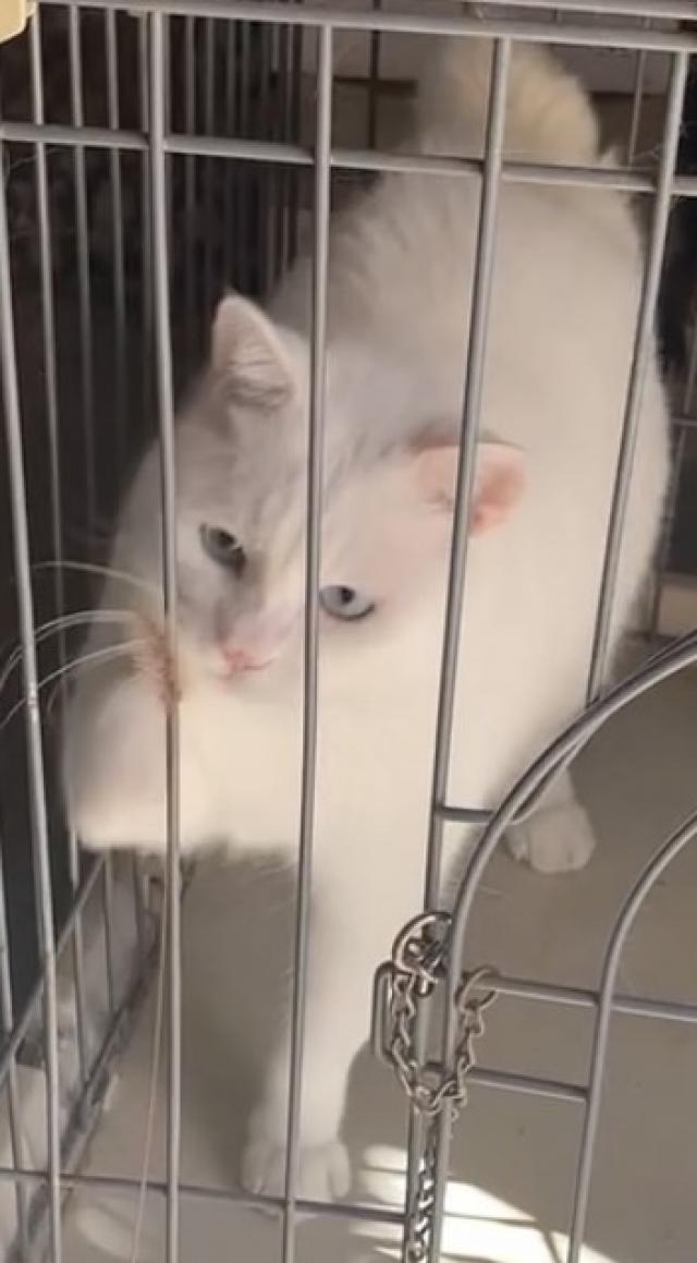マロリ