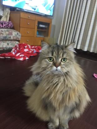 りぼん