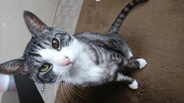 トム